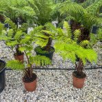 Stromová papraď (Cyathea cooperi) - výška 70-90 cm, kont. C7L